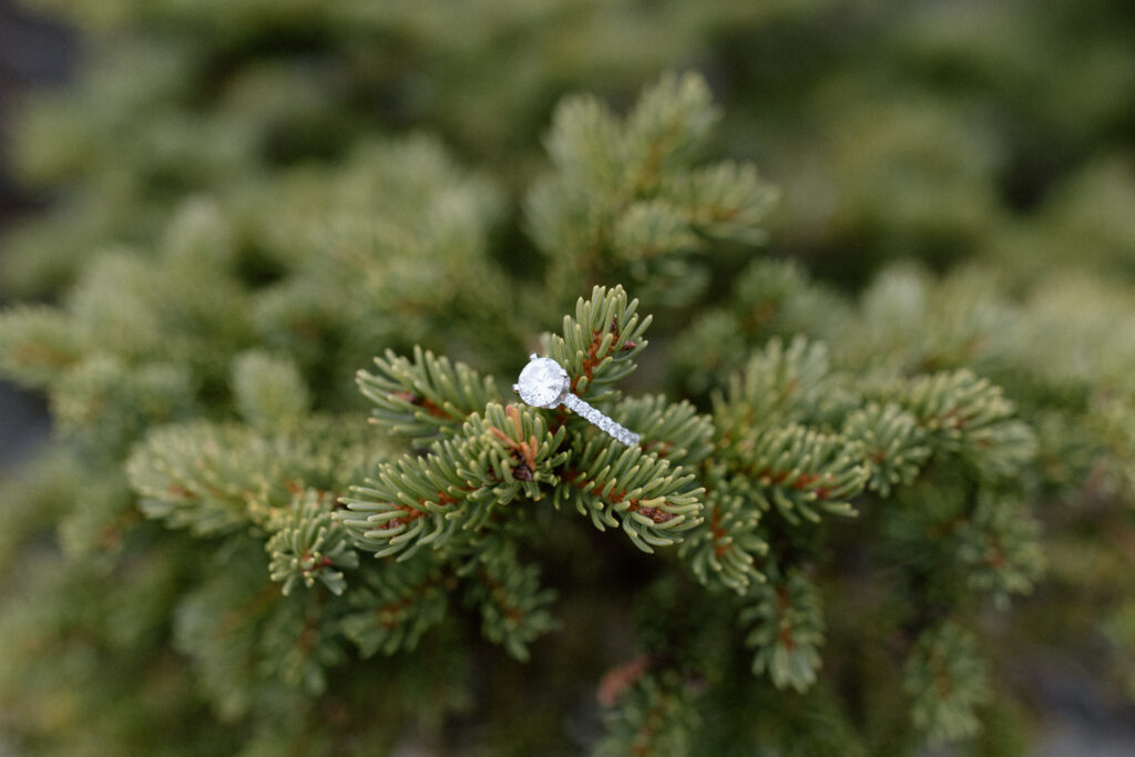 stunning engagement ring hangs on a pine tree limb 