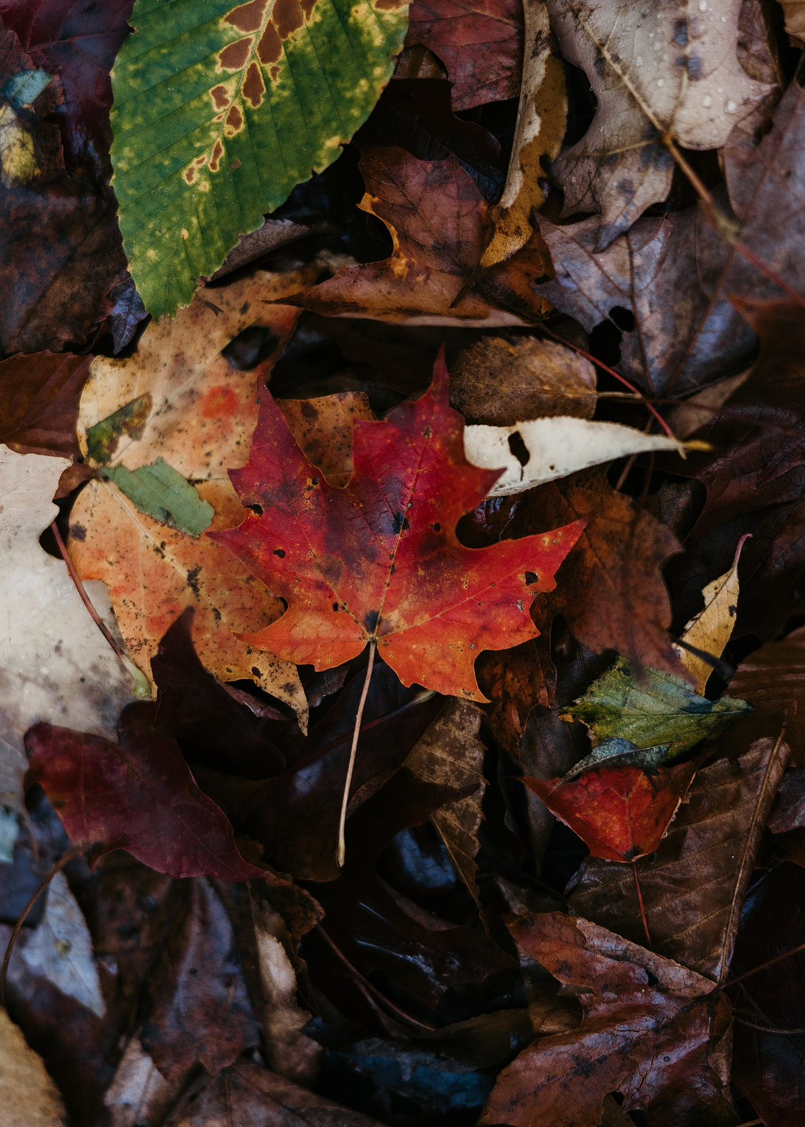 bride and groom hike through the Autumn foliage in upstate New York