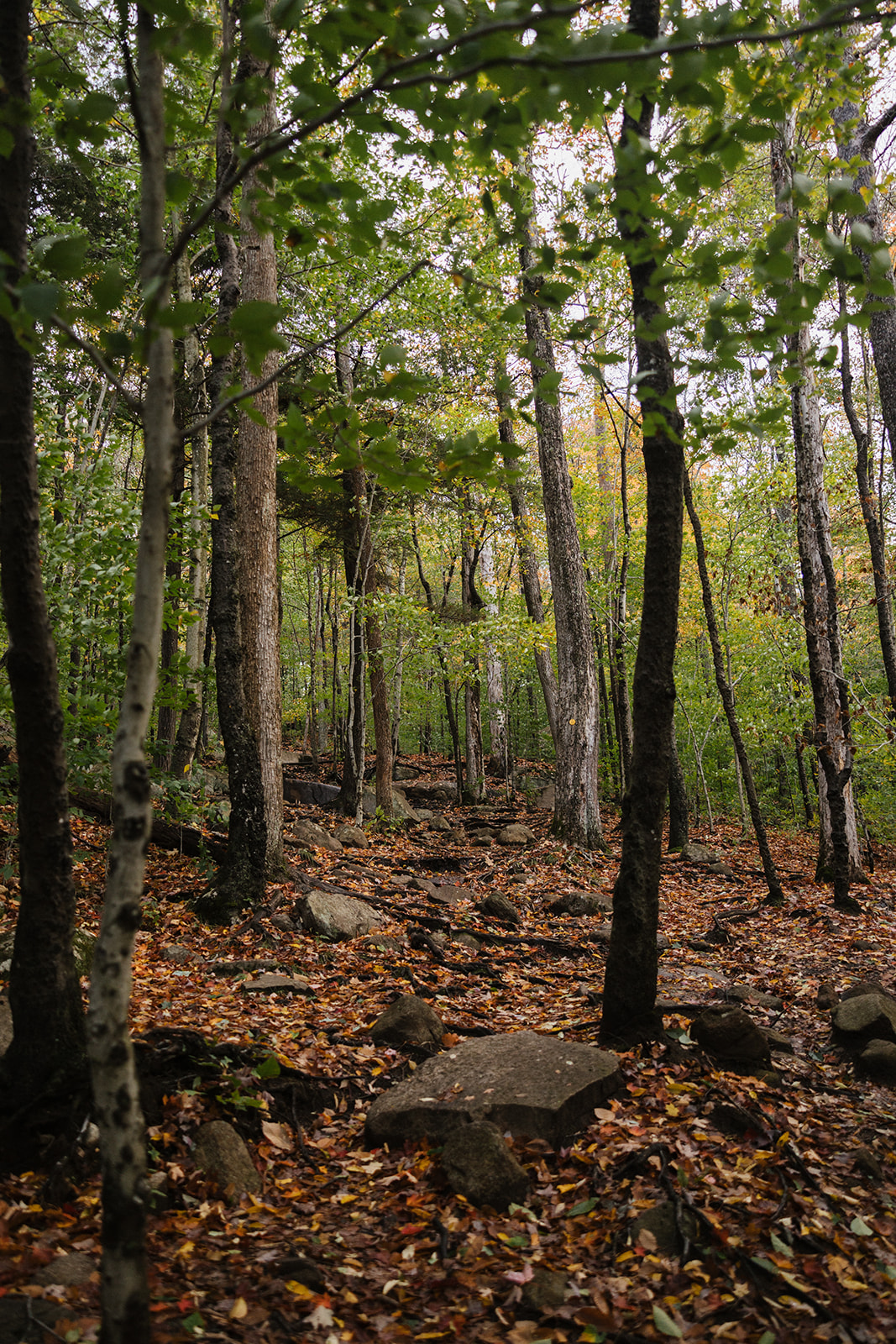 upstate New York nature shot