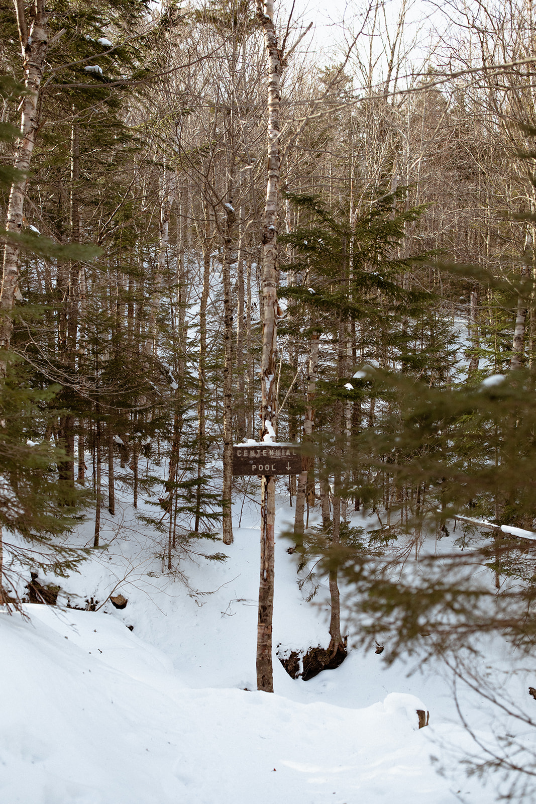 New Hampshire landscape photo of the hiking trail