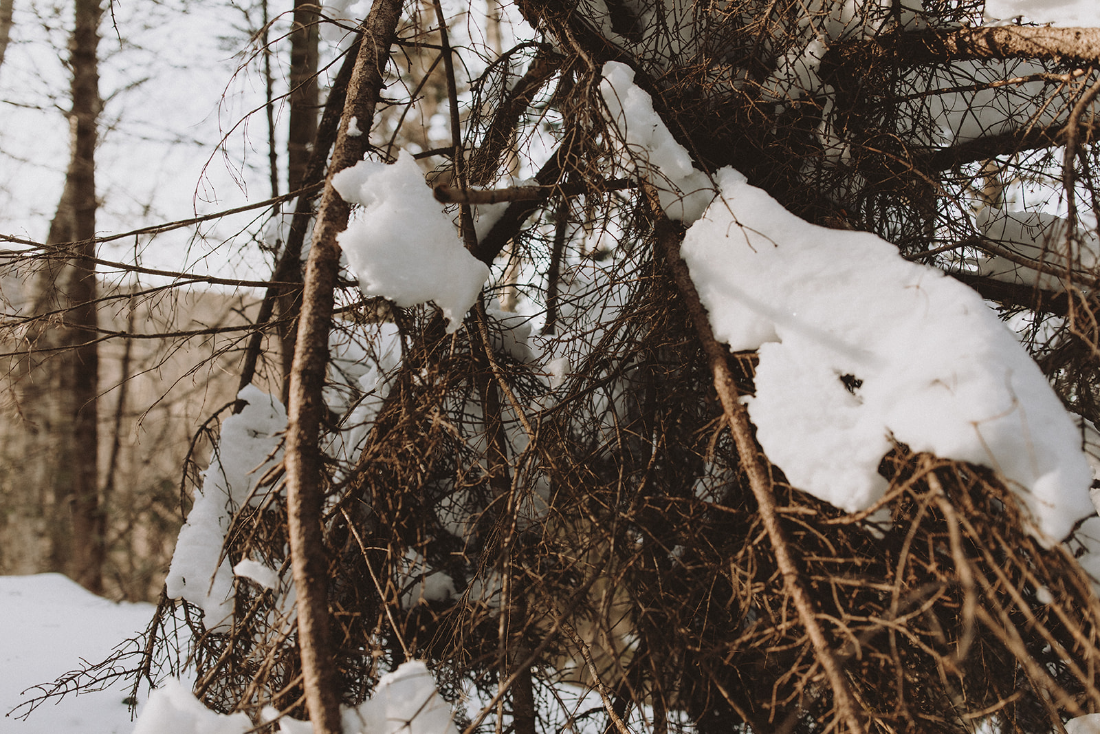 stunning picture of the New Hampshire woods