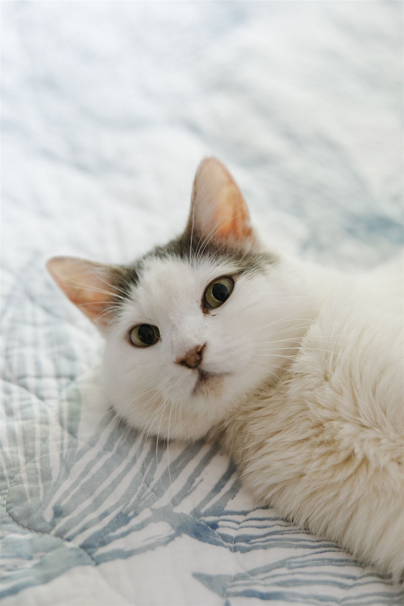 beautiful white and grey kitty kat lays on a blanket during their mom and dads Maine wedding day