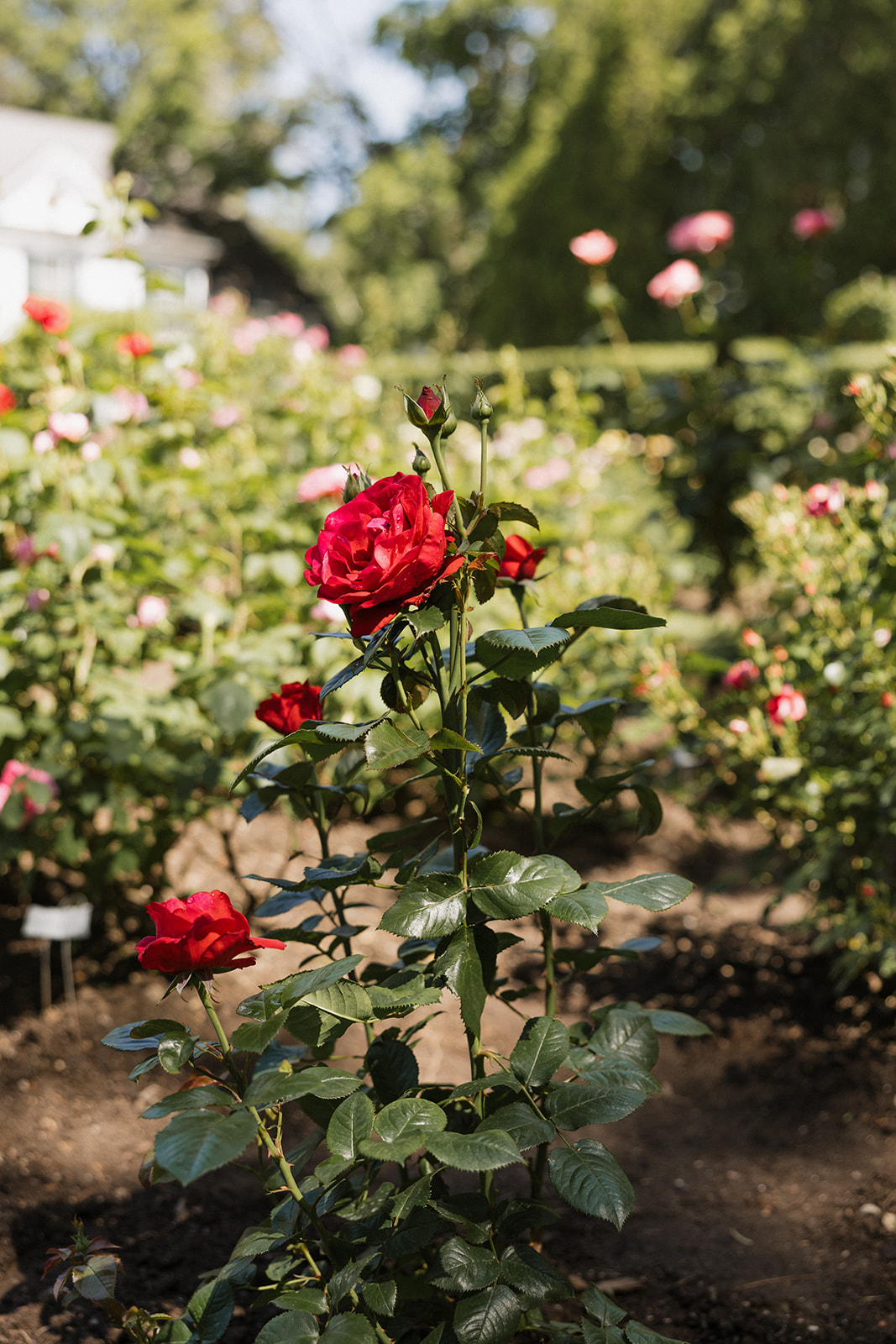 Fuller Gardens venue sits beautifully in the New Hampshire countryside