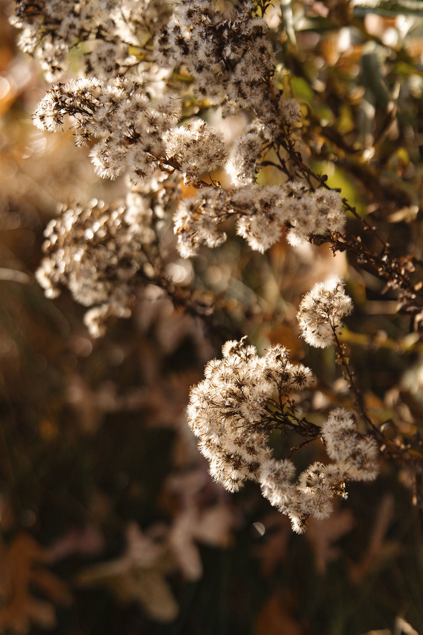 beautiful wildflowers sit in the sunlight